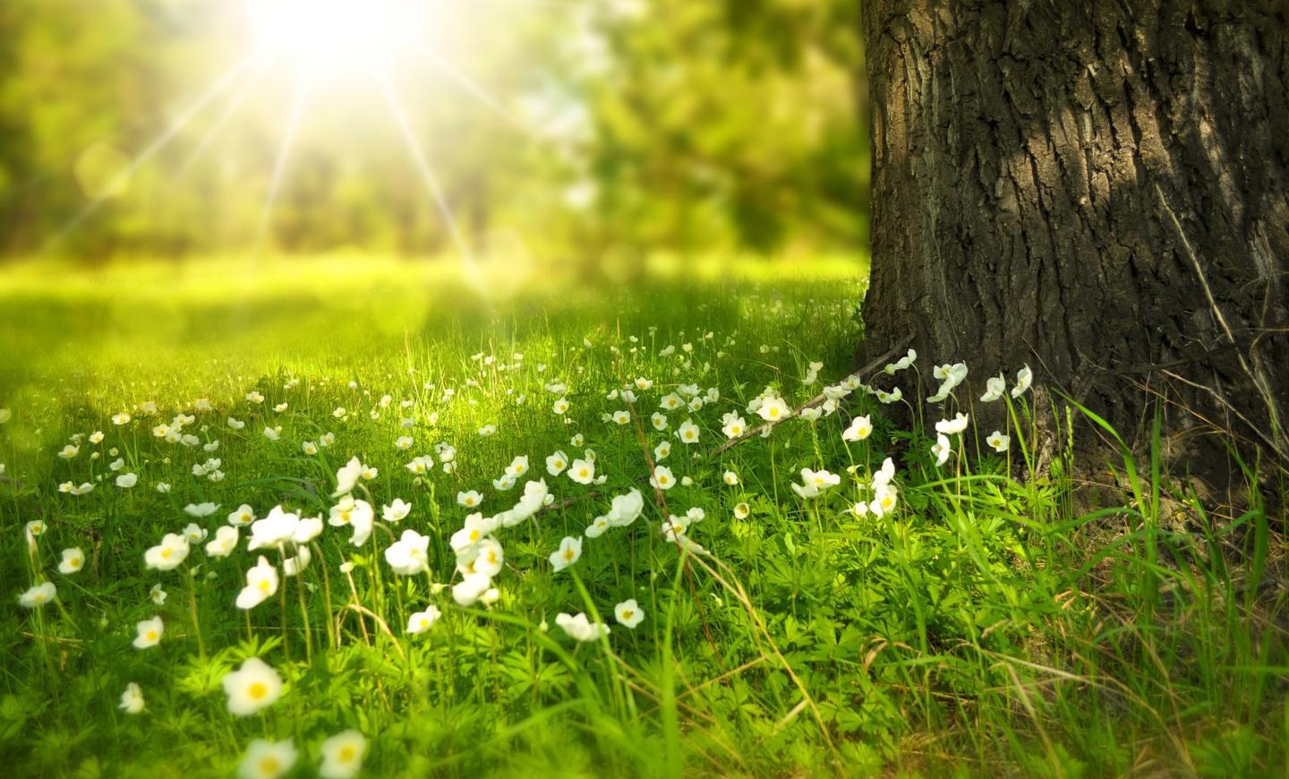 spring-276014_1920.jpg